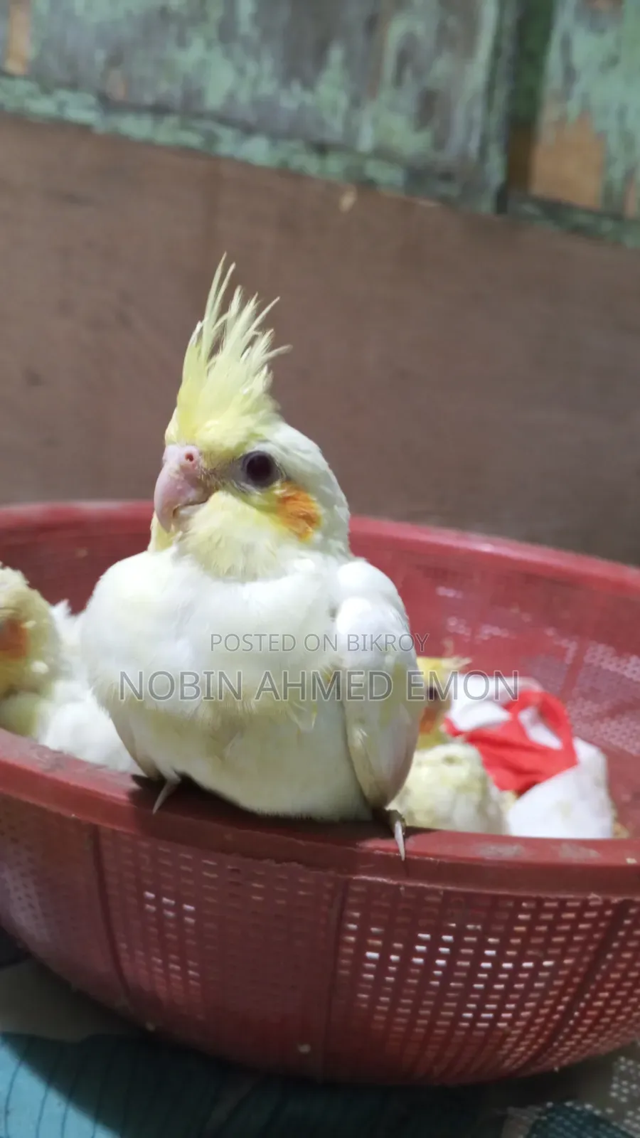 5 Lutino babies for sale
