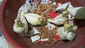 5 Lutino babies for sale