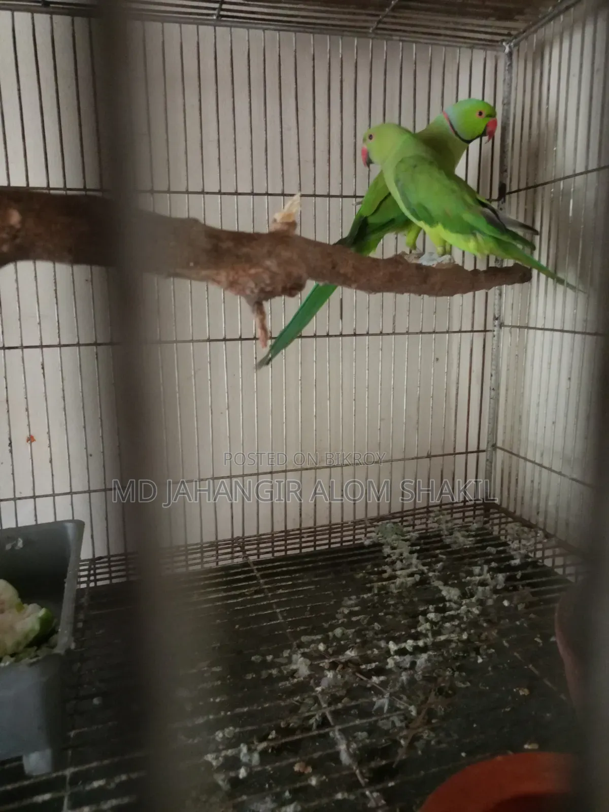 এক জোড়া রানিং টিয়া পাখি বিক্রি হবে
