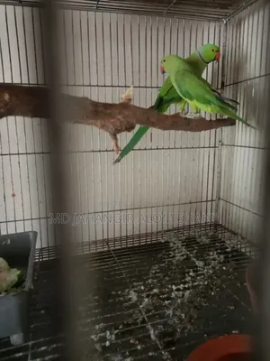 এক জোড়া রানিং টিয়া পাখি বিক্রি হবে