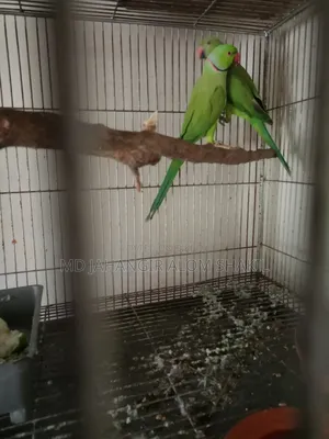 এক জোড়া রানিং টিয়া পাখি বিক্রি হবে