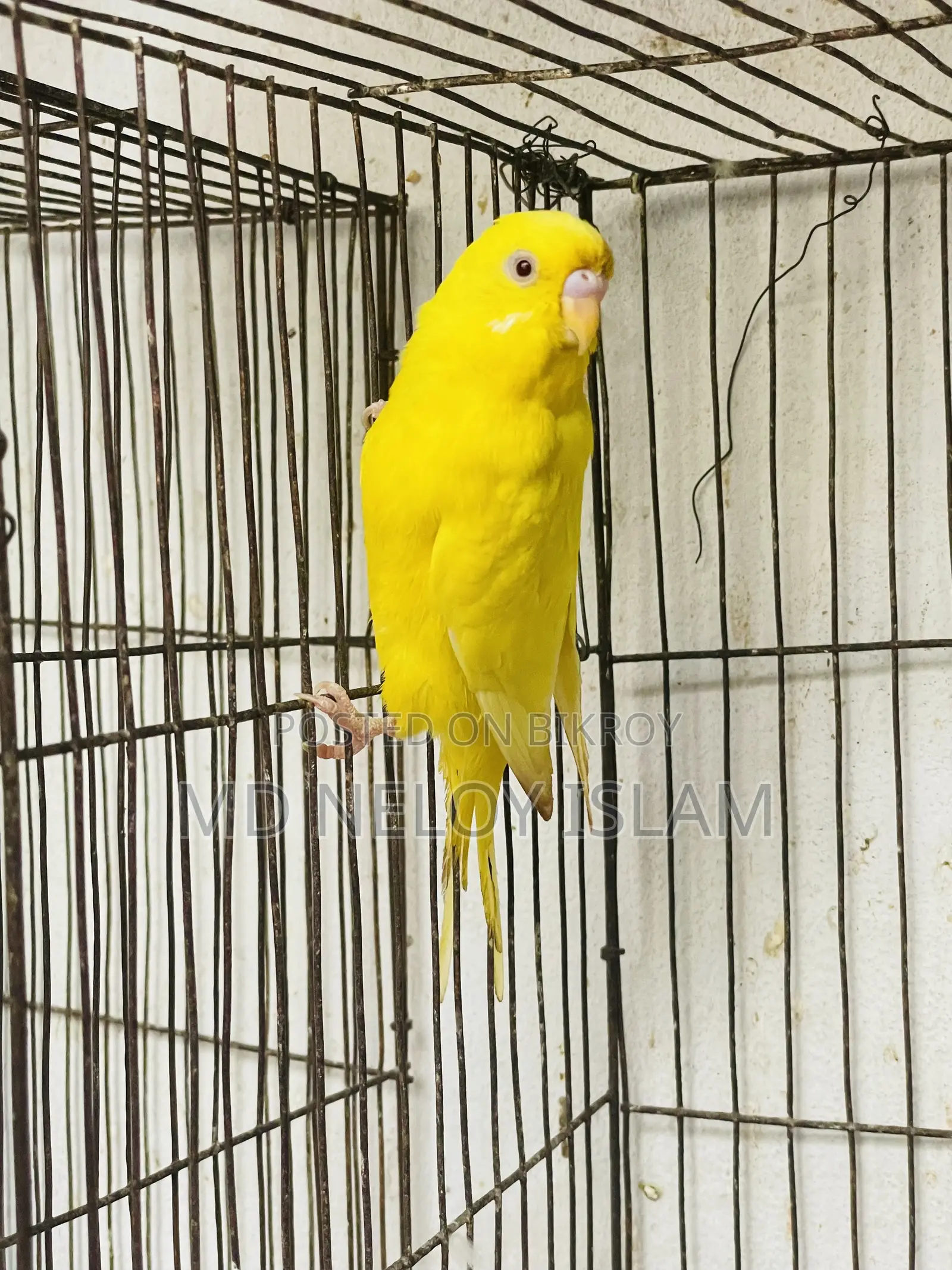 Budgie ( বাজরিকা পাখি)