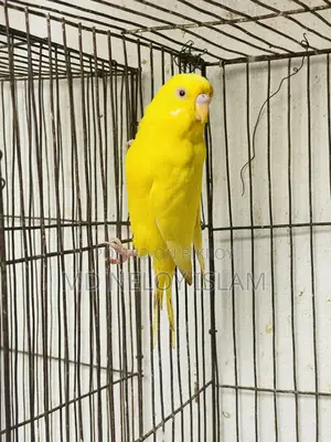 Budgie ( বাজরিকা পাখি)