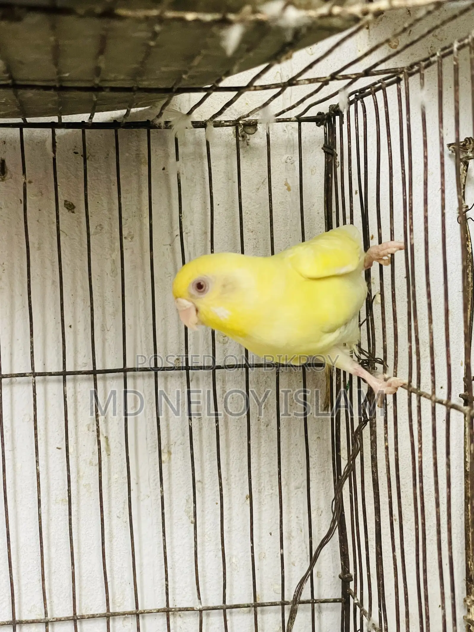 Budgie ( বাজরিকা পাখি)