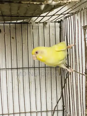 Budgie ( বাজরিকা পাখি)