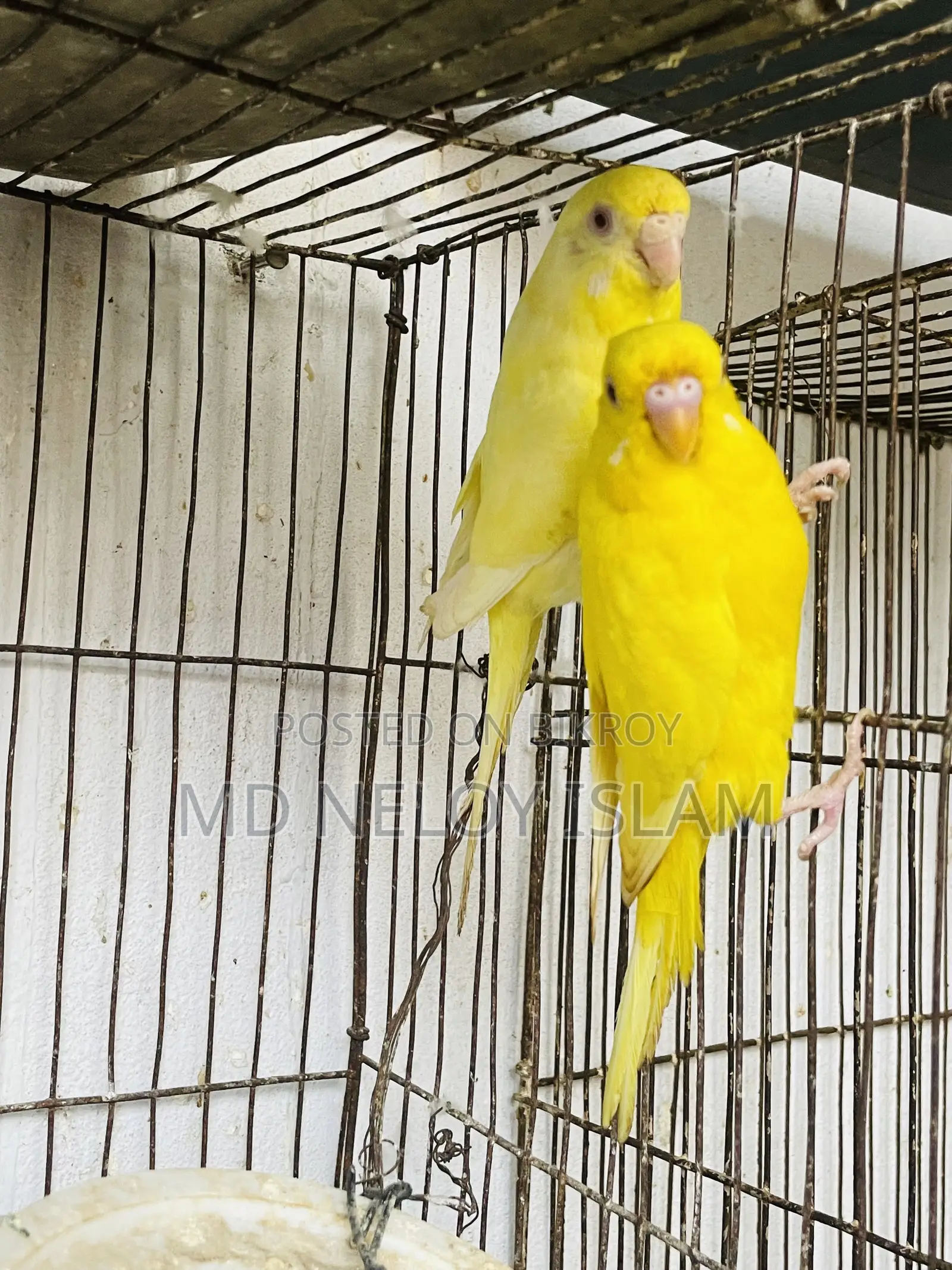 Budgie ( বাজরিকা পাখি)
