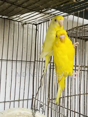 Budgie ( বাজরিকা পাখি)