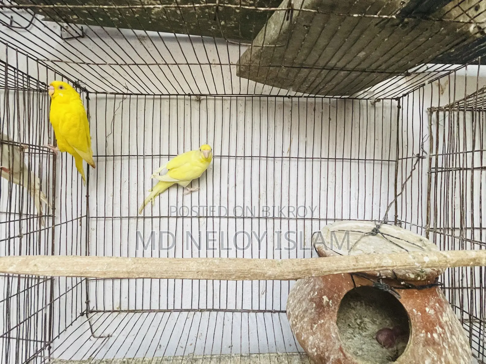 Budgie ( বাজরিকা পাখি)
