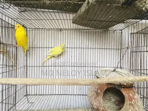 Budgie ( বাজরিকা পাখি)