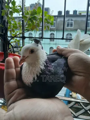 গররা কবুতর