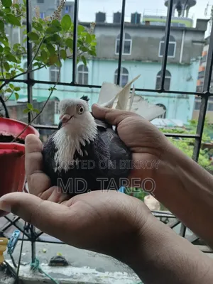 গররা কবুতর