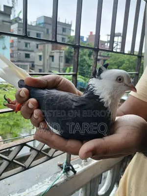 গররা কবুতর