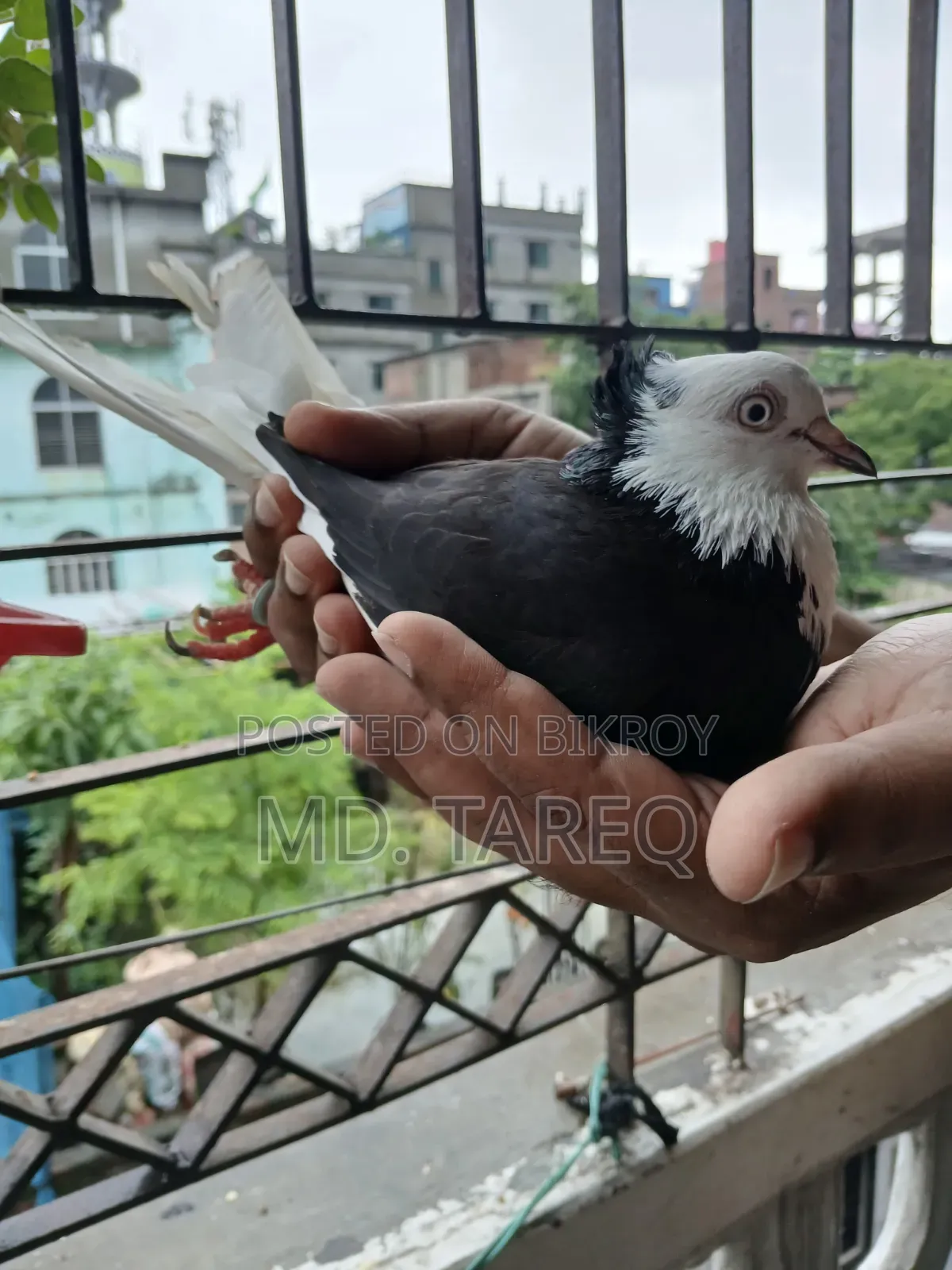 গররা কবুতর