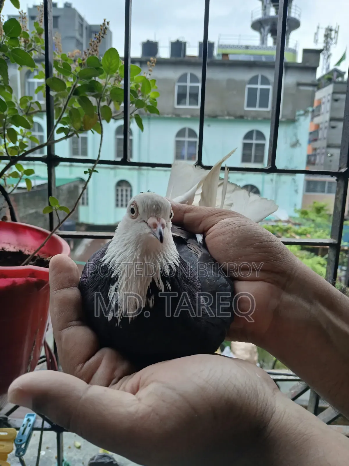 গররা কবুতর