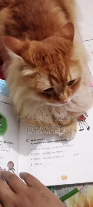 1+ Year Male Purebred Persian