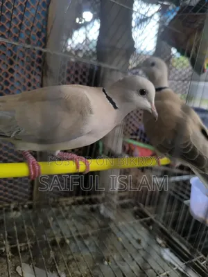 ঘুঘু বাজরিগা কবুতর রিজেনেবল প্রাইজ এ