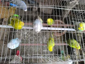 ঘুঘু বাজরিগা কবুতর রিজেনেবল প্রাইজ এ