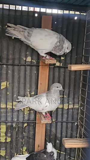 খাক্কি রানিং জোড়া