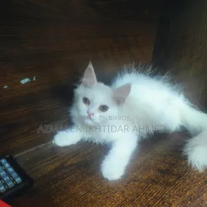 1-3 Months Male Purebred Persian