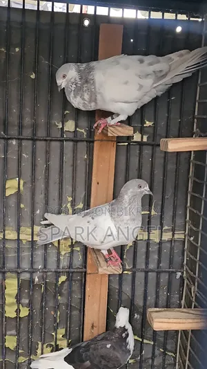 খাক্কি রানিং জোড়া