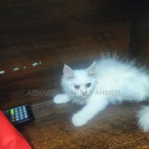 1-3 Months Male Purebred Persian