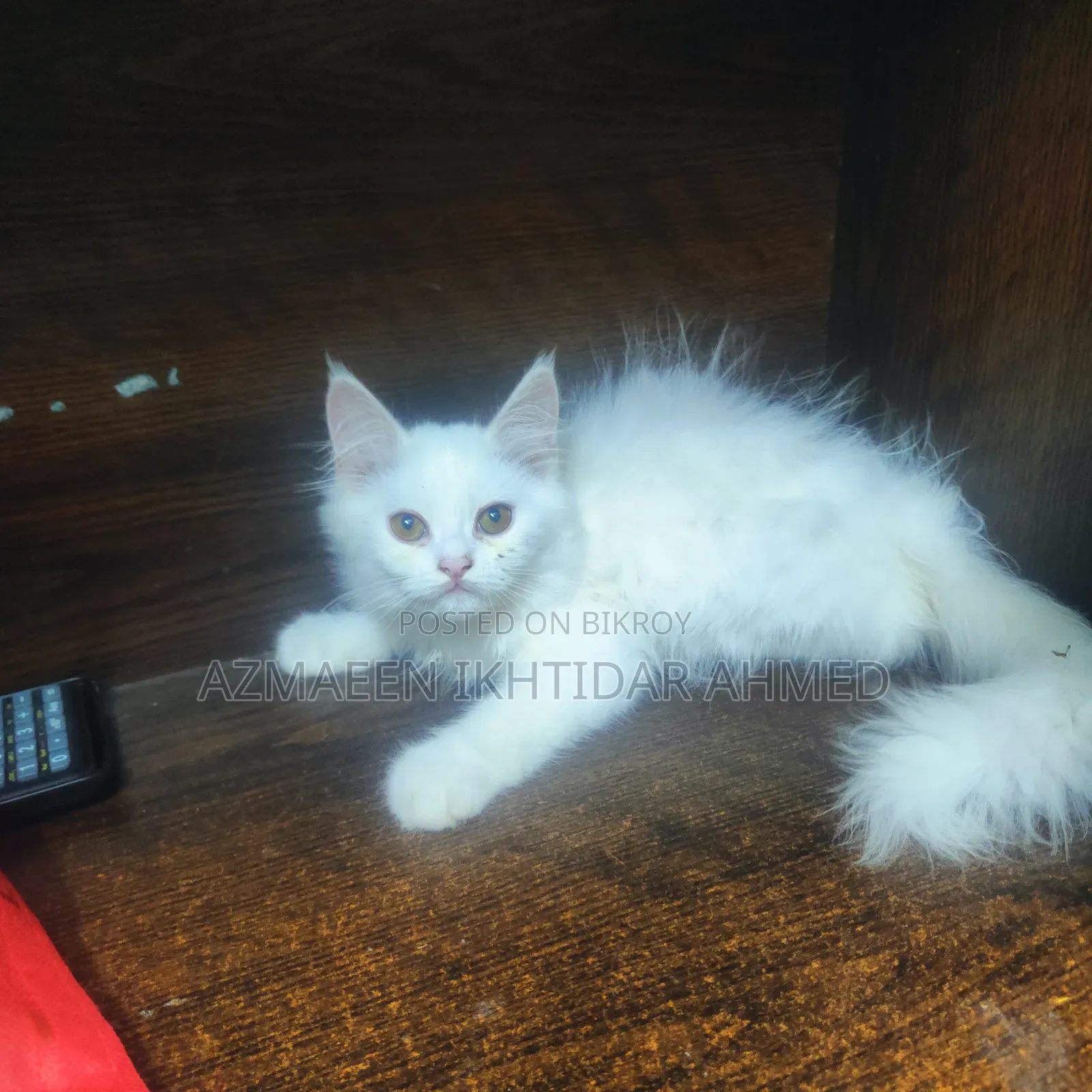 1-3 Months Male Purebred Persian