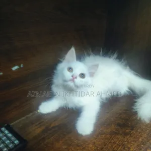 1-3 Months Male Purebred Persian