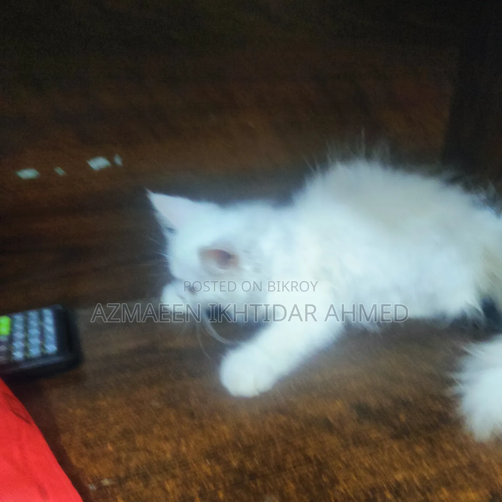 1-3 Months Male Purebred Persian