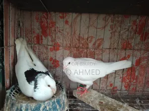 কবুতর বিক্রি হবে
