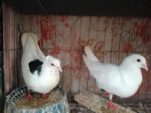 কবুতর বিক্রি হবে
