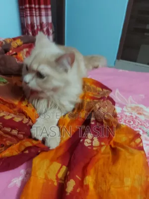 ৬-১২ মাস বয়সী পুরুষ পিওর ব্রেড পার্সিয়ান