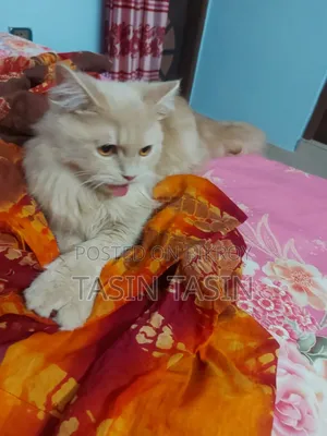 ৬-১২ মাস বয়সী পুরুষ পিওর ব্রেড পার্সিয়ান