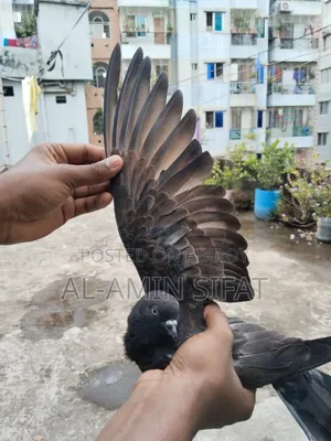 কবুতর বিক্রি করা হবে