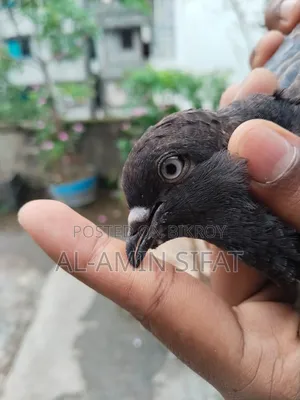 কবুতর বিক্রি করা হবে