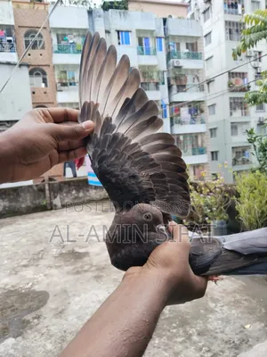 কবুতর বিক্রি করা হবে
