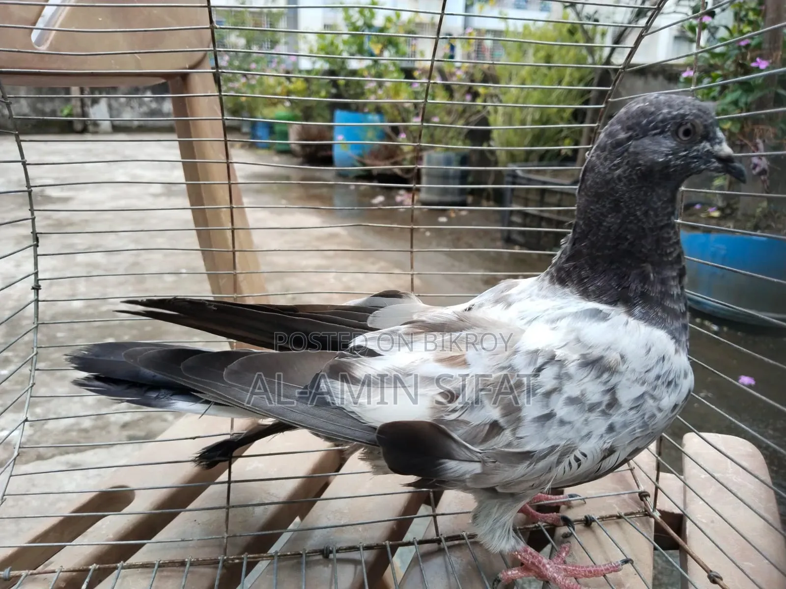 কবুতর বিক্রি করা হবে