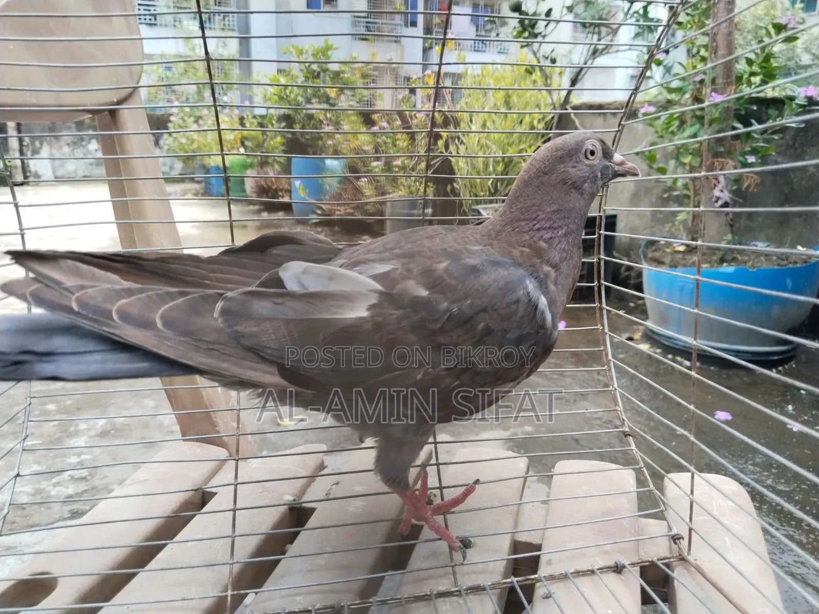 কবুতর বিক্রি করা হবে