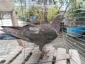 কবুতর বিক্রি করা হবে