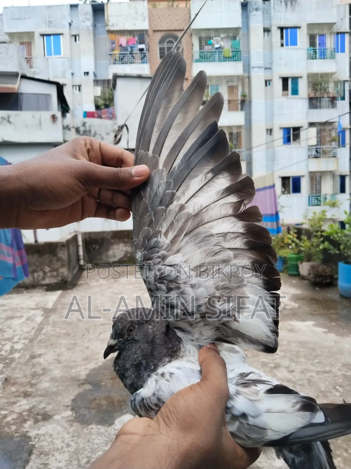 কবুতর বিক্রি করা হবে