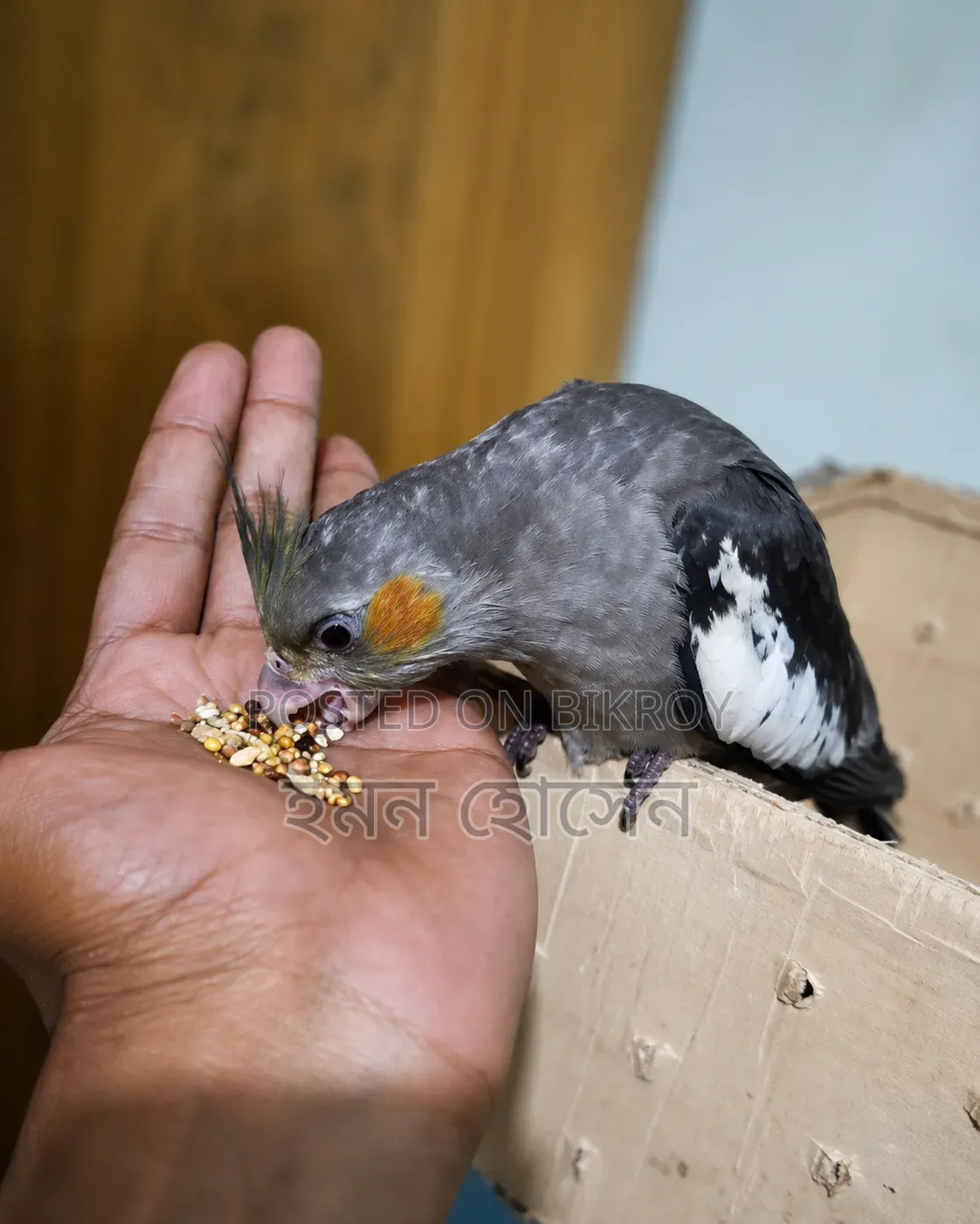 Cockatiel Baby Exchange
