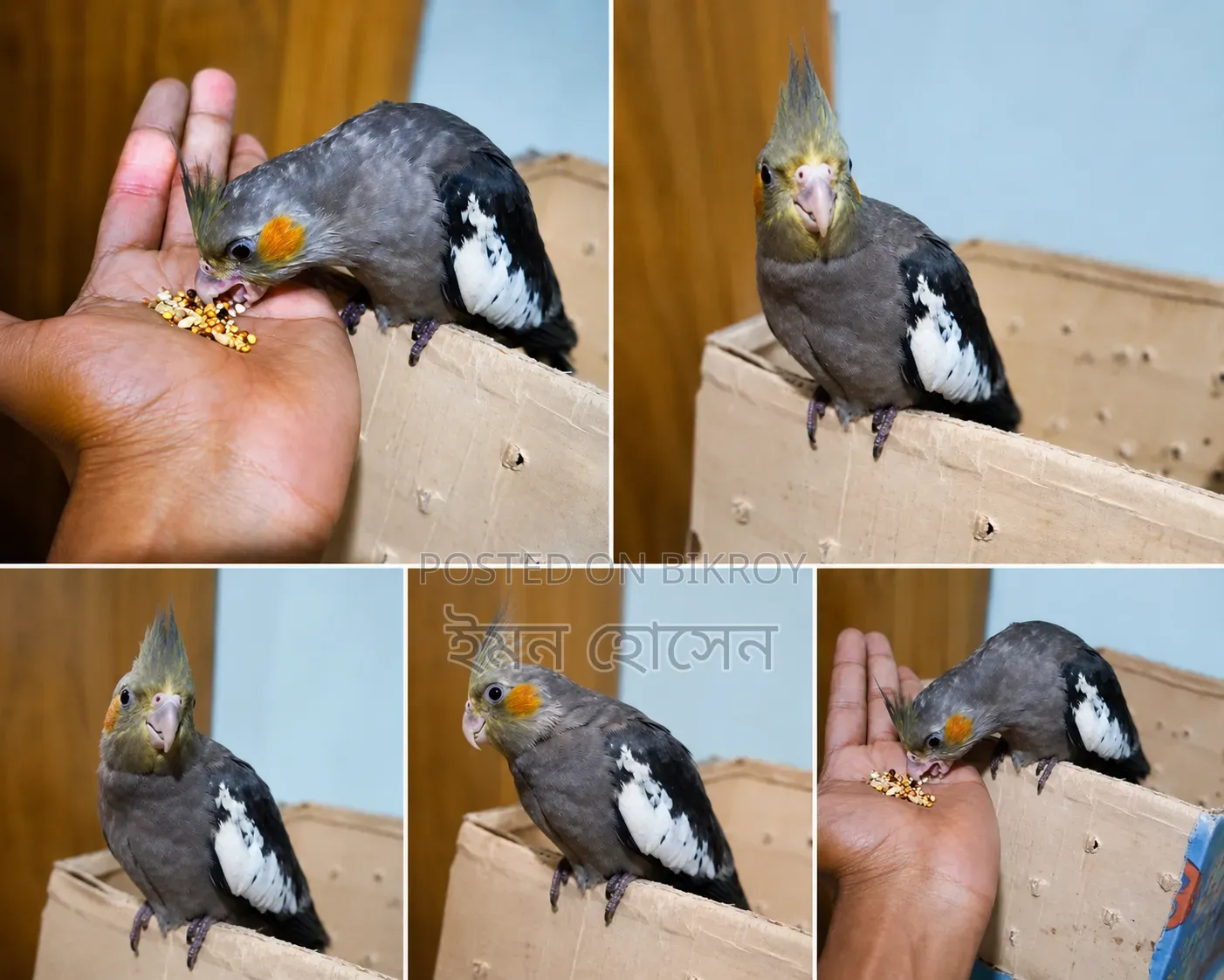Cockatiel Baby Exchange
