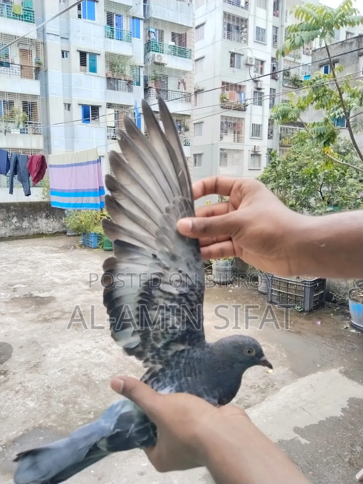 কবুতর বিক্রি করা হবে