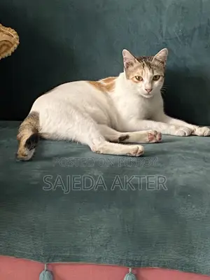 ১+ বছরের মিক্সড ব্রিড বিড়াল (মাদি)