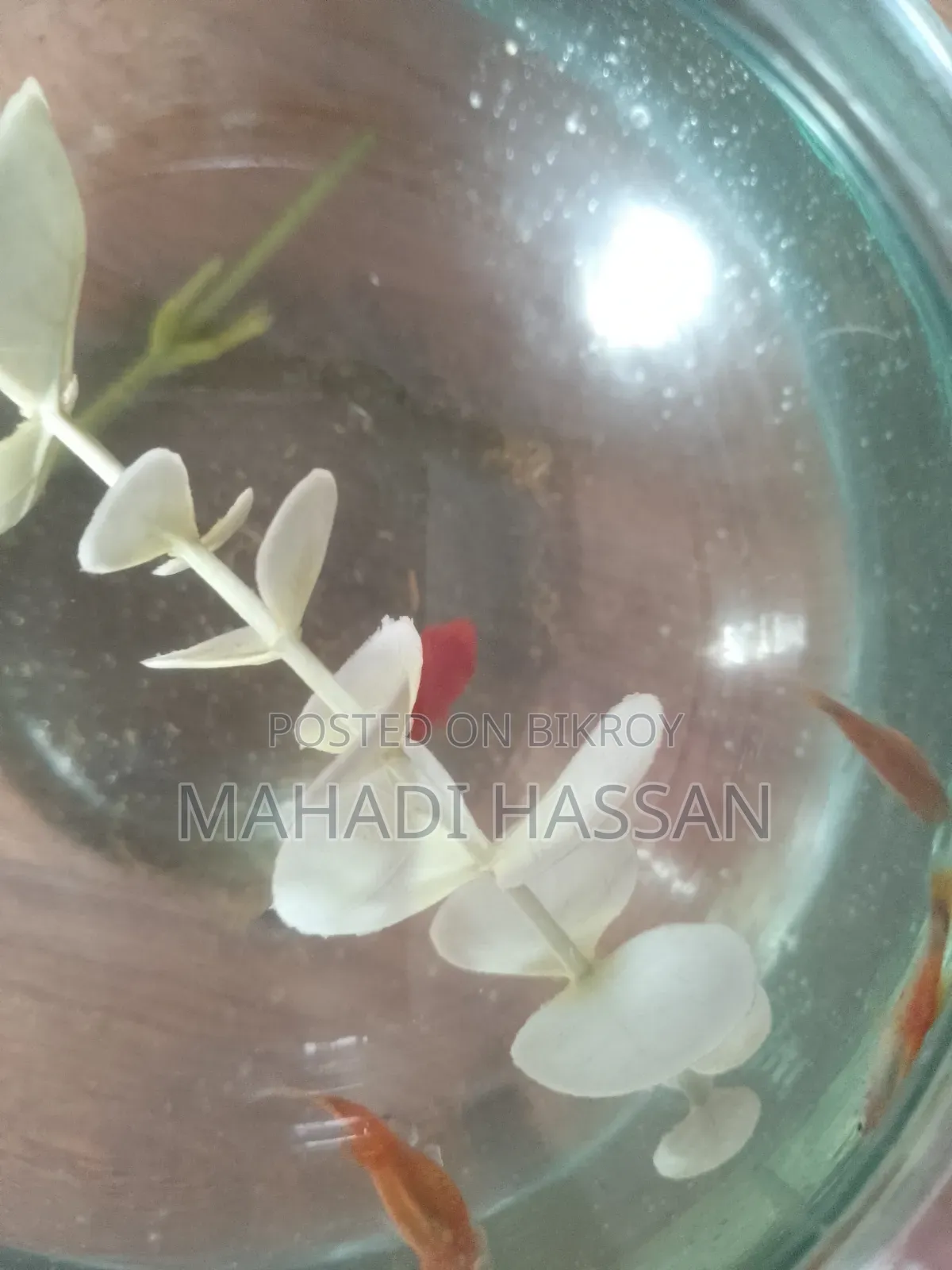 Platy Fish