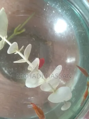 Platy Fish