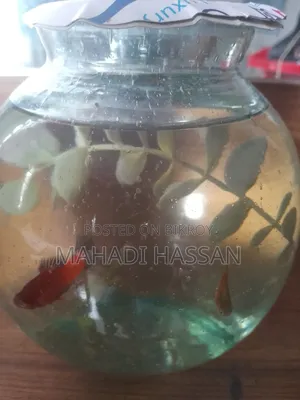 Platy Fish