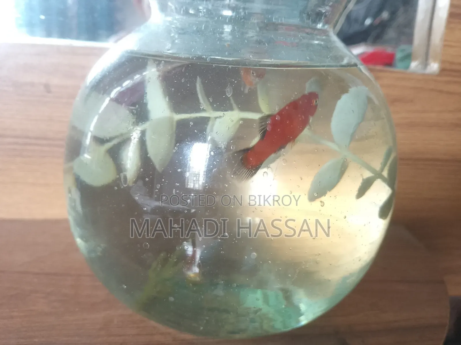 Platy Fish
