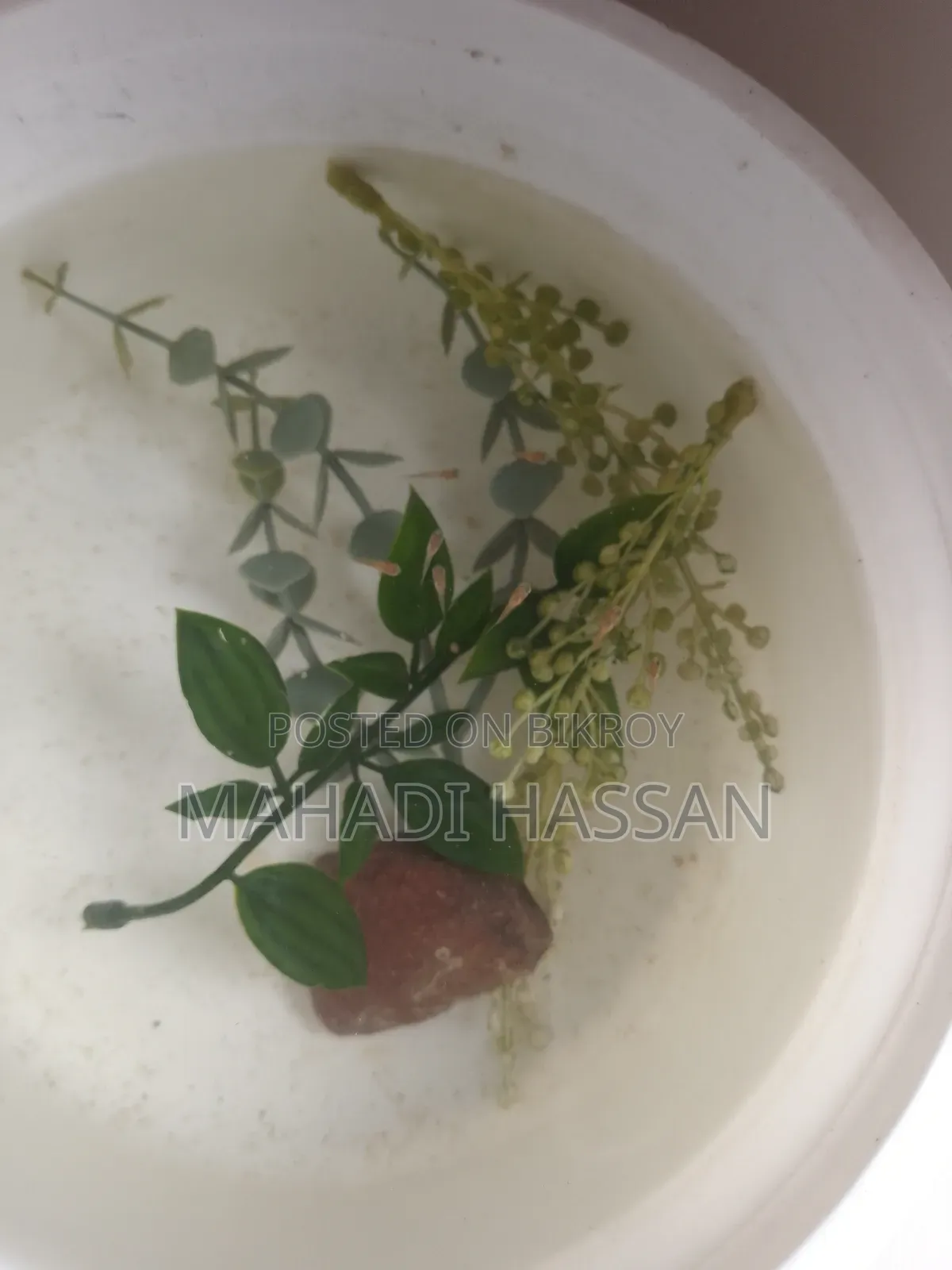 Platy Fish
