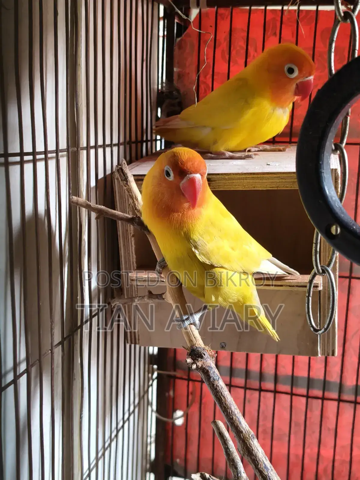 Lutino Fischer's Lovebirds Pair Adult