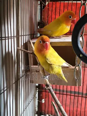 Lutino Fischer's Lovebirds Pair Adult